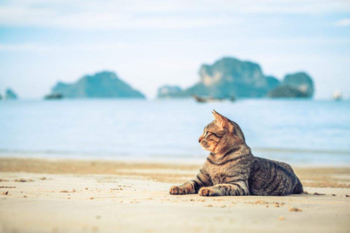 cat at beach