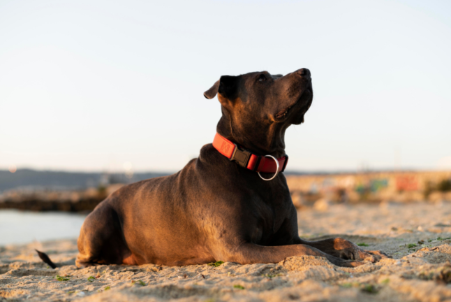 adorable pitbull dog beach